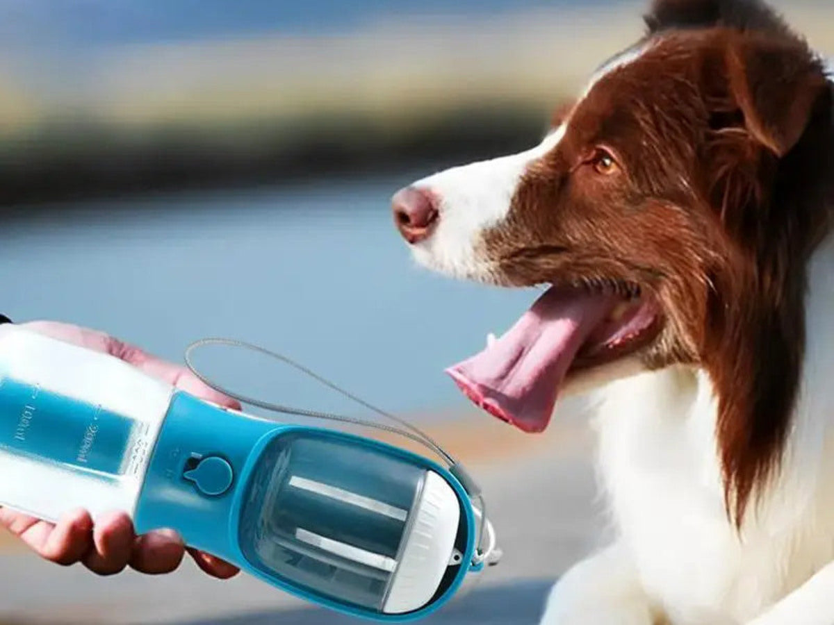 Dog ready to drink from the PichiGo portable water bottle